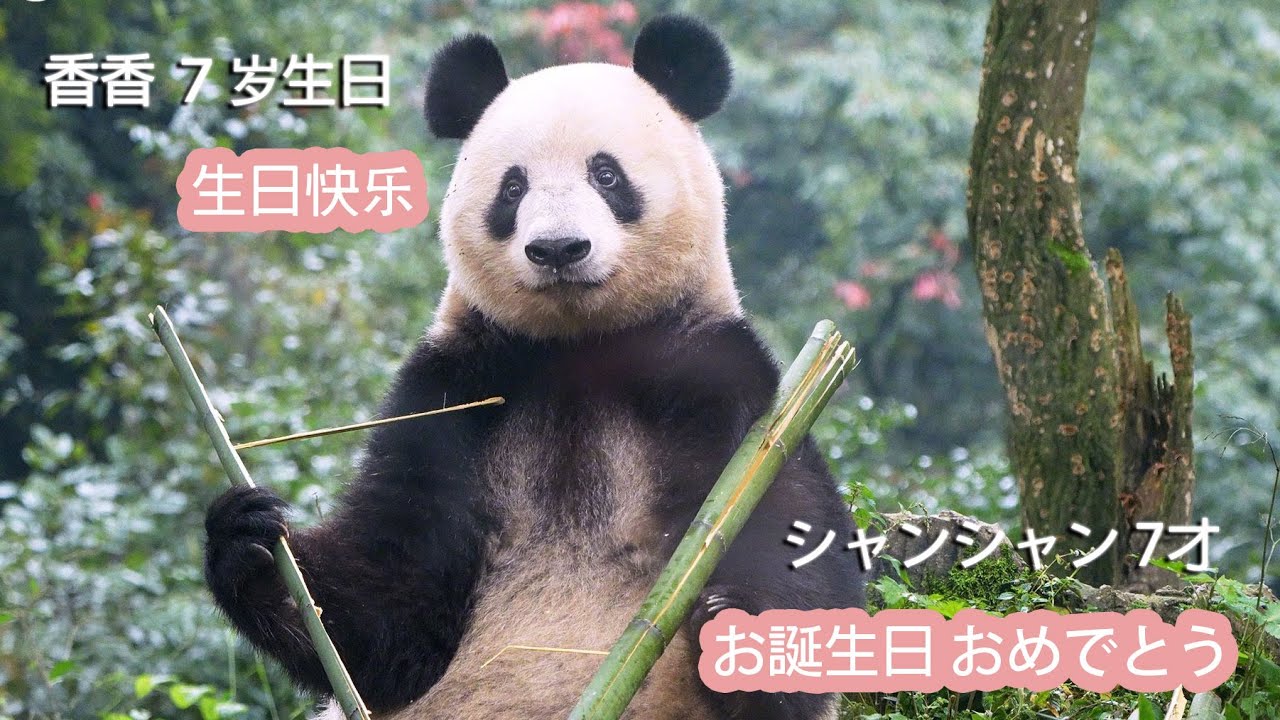 東京でシャンシャンファミリ誕生会（12日10:15～） - YouTube