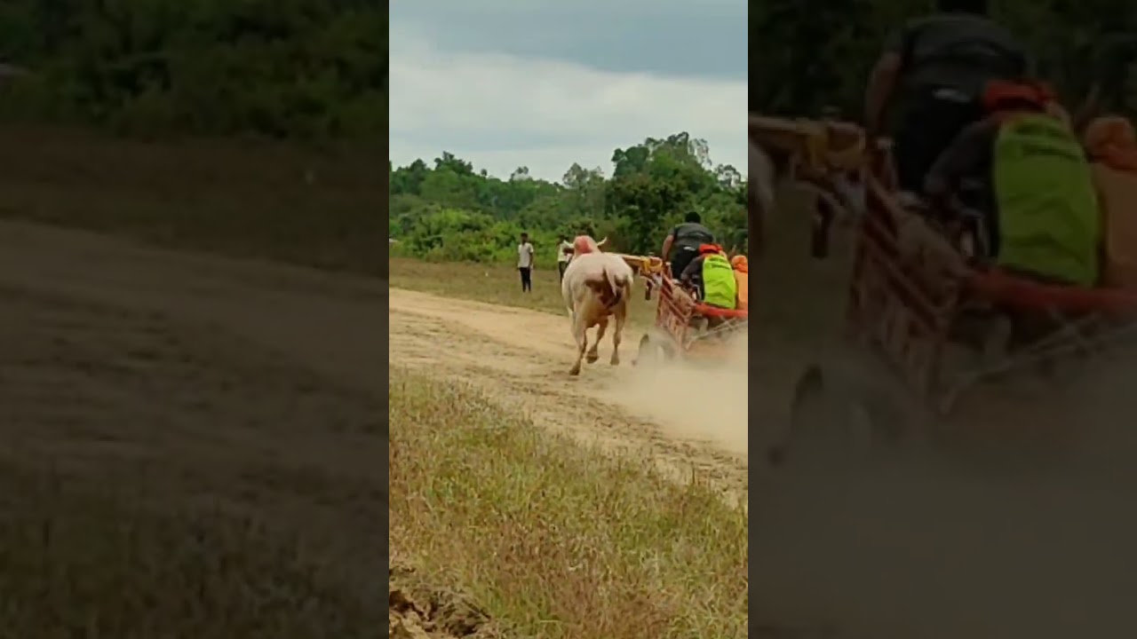 Bullock cart Race