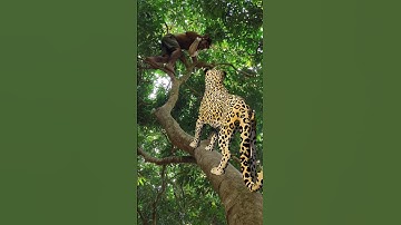 A leopard attacks a boy in a tree in a deep forest #vfx #shorts #leopard #wildlife #videos #tiger
