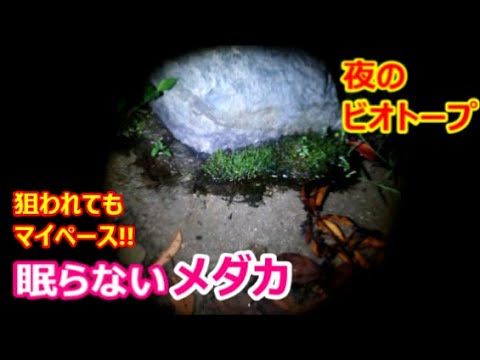 夜のメダカビオトープ メダカをつけ狙う黒い影 襲われるアオミドロ対策要員 メダカとクサガメが自由に暮らすビオトープ 31 Youtube