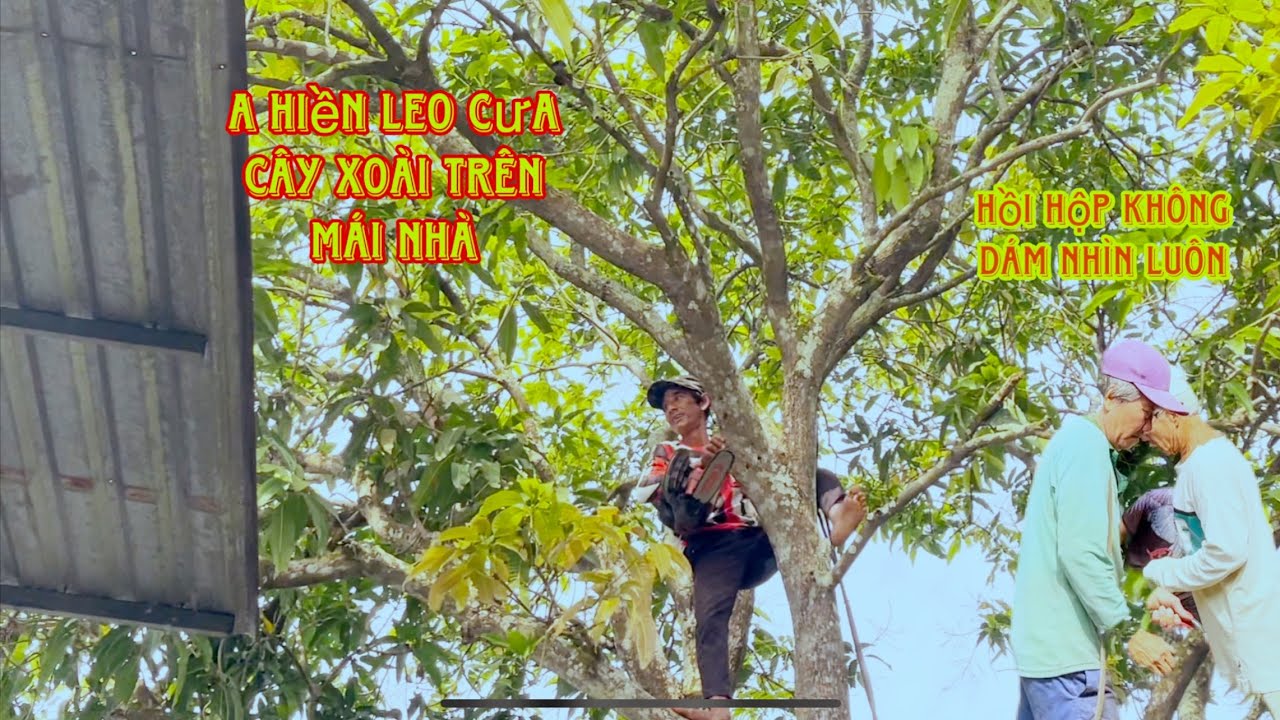 Quá căng! A Hiền leo Cưa Cây Xoài cát trên mái nhà 