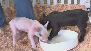 FFA, 4-H competes at Clackamas County Fair