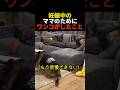 妊娠中のママのためにワンコがしたこと