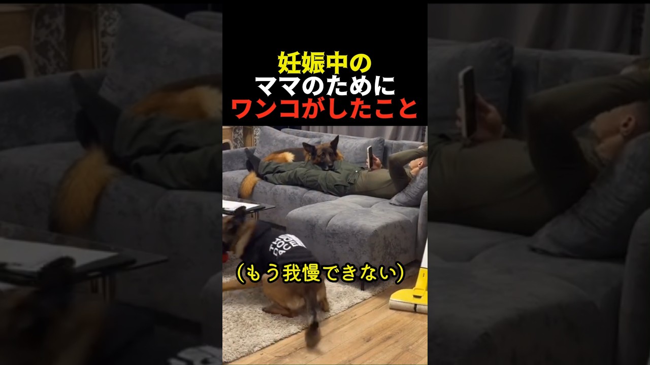 妊娠中のママのためにワンコがしたこと