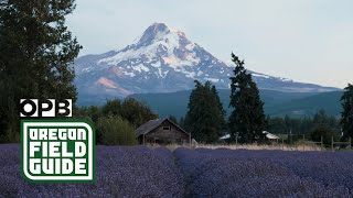 A Little Bit Of Lavender Paradise Oregon Field Guide Opb