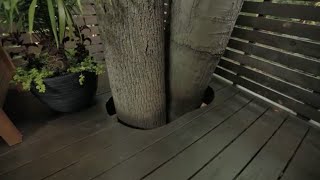 How to Build a Tree Encompassing Deck Teaser