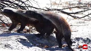 Honey badger scratching