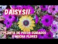 DAISY!  PLANTA que NO Necesita de Muchos CUIDADOS | plantas con muchas flores | MARGARITAS
