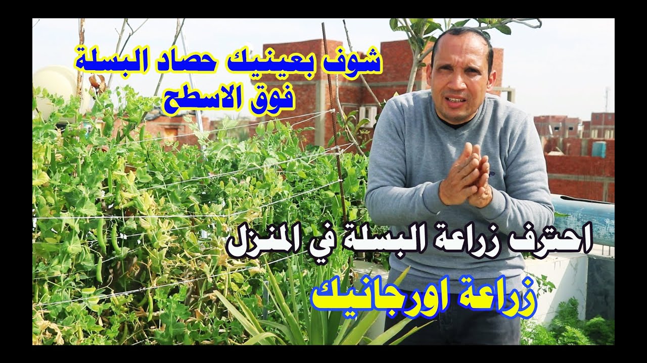 سلسلة زراعة البسلة من البذرة حتي الحصاد في المنزل وفوق الاسطح بخطوات بسيطة هتاكل بسلة اورجانيك