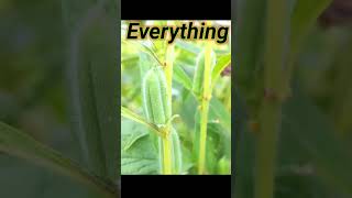 Everything Meaning In Assamese