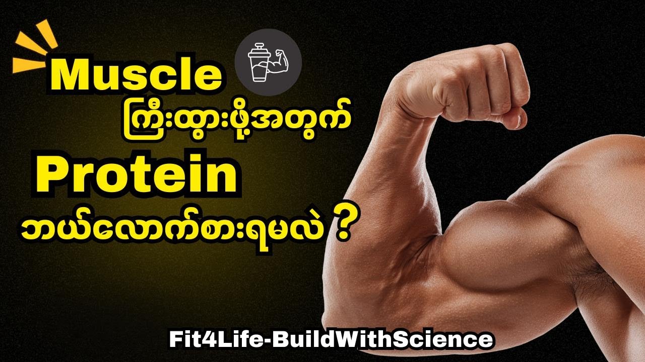Muscle ကြီးထွားဖို Protein ဘယ်လောက်စားရမလဲ ?