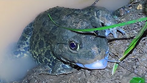 Cắm Câu Ếch Đồng Ở Dưới Đồi Đụng Phải Ếch Khủng 🥶 Gặp Nạng Phải Cuốn Câu Về 