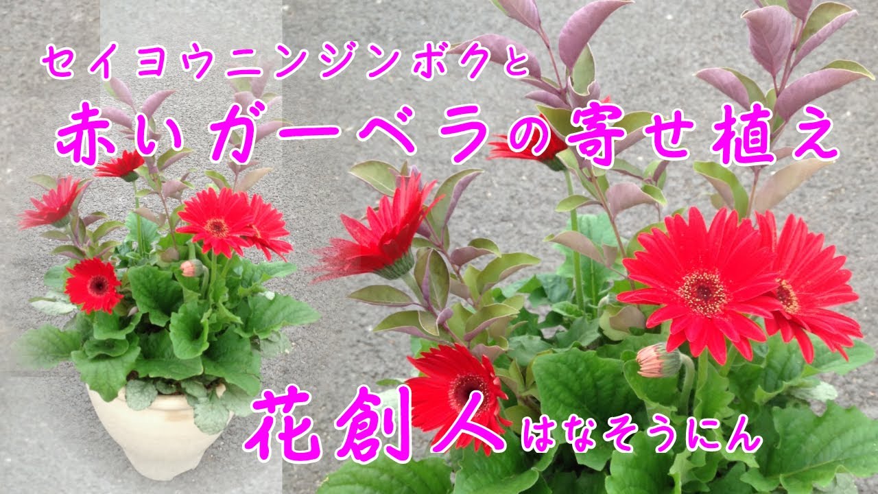 西洋ニンジンボクと赤いガーベラの 寄せ植え 花創人はなそうにん岐阜愛知寄せ植えハンギングバスケット教室 Youtube