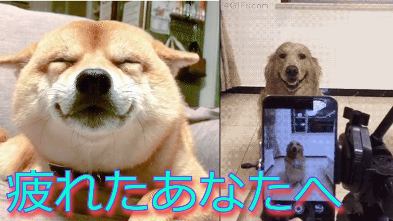 癒し 思わず笑顔になる動物動画集 犬猫 Youtube