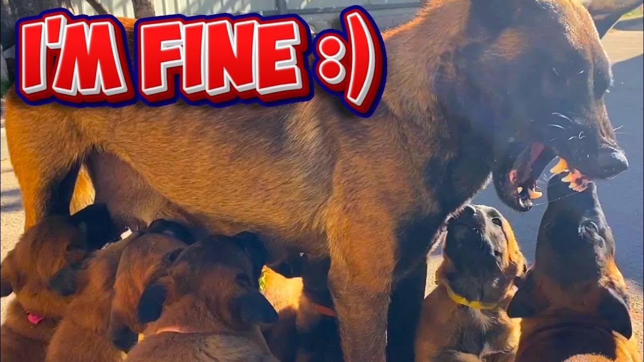 Щенки пьют молоко у мамы. Синдром кушинга у собак симптомы. Когда у собаки появляется молоко. Молоко для вскармливания щенков. Щенки пьют молоко у мамы.