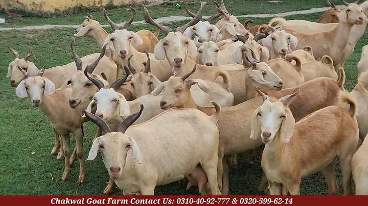 Golden Tapri Goats | 4 July 2025 | chakwal goat farm | goat farming in pakistan |