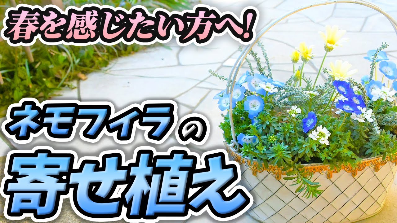 【お値引】爽やかなネモフィラの寄せ植え Planting] Spring is here! Enjoy the super cute Nemophila flower