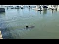 The dolphin has caught fish and brags about its prey on Clearwater Beach. Florida. Tampa bay.