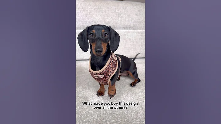 …because it’s Nan’s favourite ❤️ #sausagedog #dachsund #doxie #teckel #cutedog #dogshorts #cute #fyp