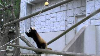 レッサーパンダ　ココの考え~Red Panda