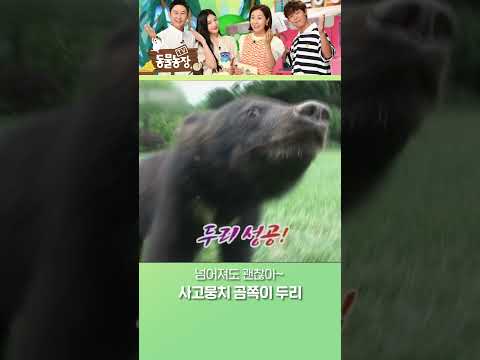 <strong>산책하는</strong> 두리 앞에 나타난 최대 난코스🤦‍♀️ #TV동물농장 #모았동
