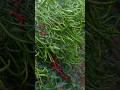 mirch harvesting #funny #duet #comedy #grow #farming #fouryoupage #viralvideo #watch #kishan