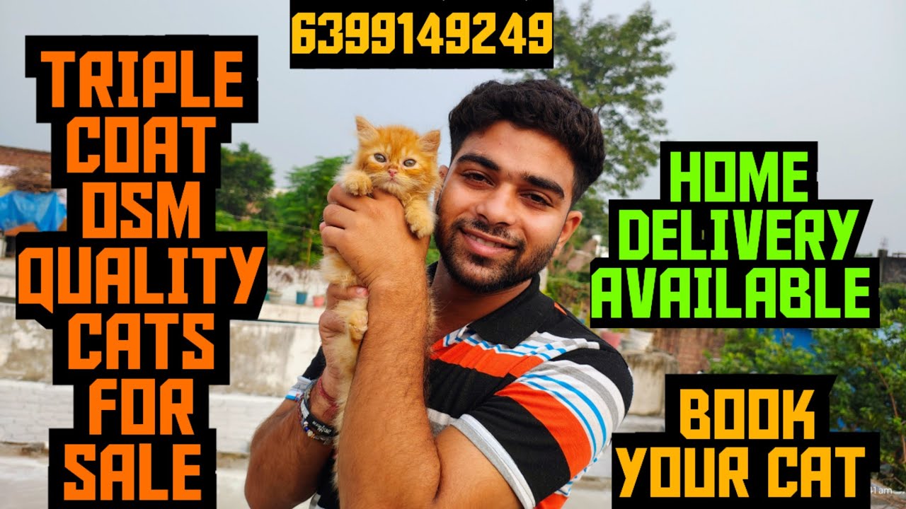 😸OSM QUALITY TRIPLE COAT 😍 PERSIAN CAT FOR SALE🥰