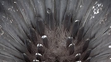 Capercaillie