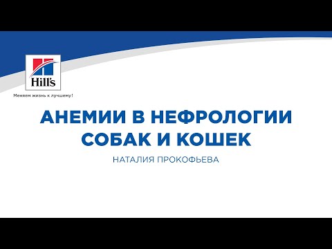 Видео: Анемия из-за недостаточности костного мозга (или токсичности) у кошек