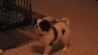 Oh hai doggy