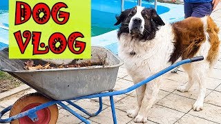 DogVlog. Как я территорию убирал) Московская сторожевая Булат Говорящая собака