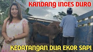 WELCOME KANDANG INCES ,2 SAPI MURAH MERIAH ,,,,,