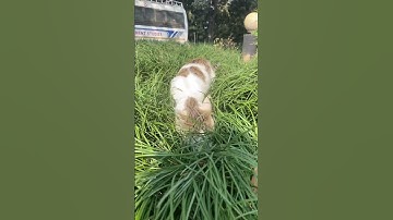 Admission open in Bachelor in Computer application (BCA)ICMS Dhumbarahi