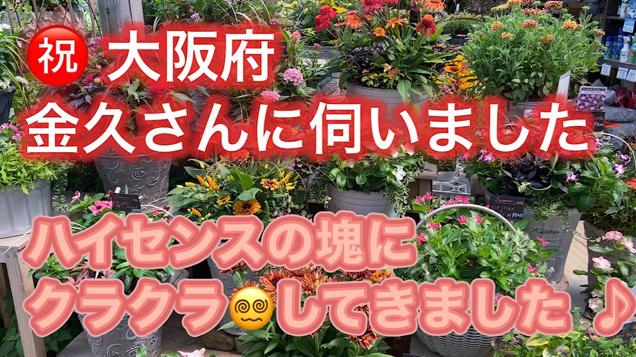 【大阪府　金久さんに伺いました】お花、植物が盛りだくさん✨見どころ満載の園芸店。お店の前でブルーインパルスを、みんなで見ました‼️