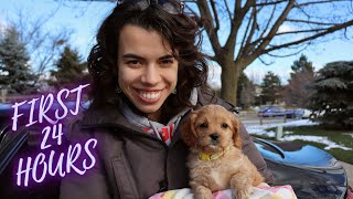 Cavapoo Puppy's First Full Day at Home | 2 Month Old Puppy