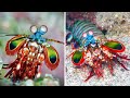 Mantis Shrimp 🦐 