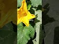 #female #flowers of #pumpkin