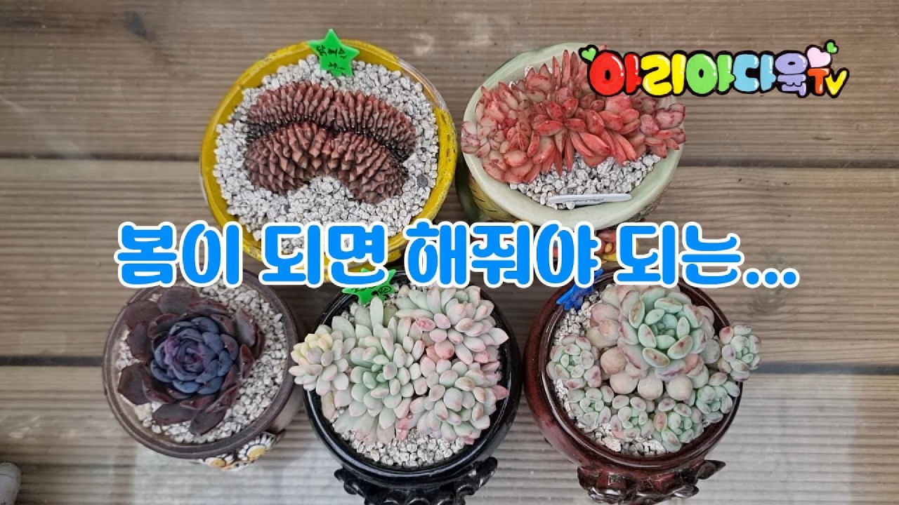 봄이되면 해줘햐 되는 케어 #다육식물 #succulent #多肉植物 #たにくしょくぶつ #Korean succulent plants