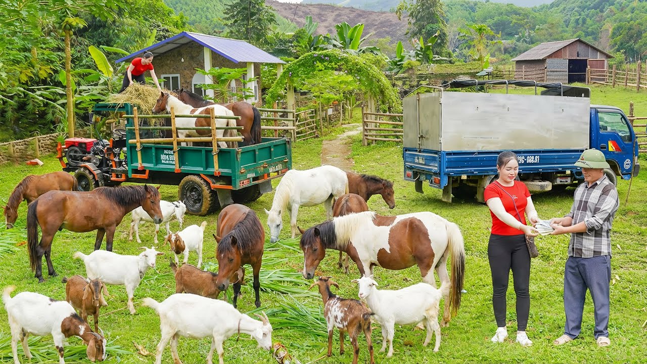 Use Truck to Deliver Strong 1000+ GIANT Horses to the Farm, Villagers Come to Buy at the Farm
