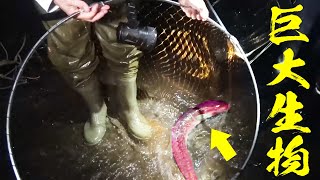 大人４人がかりで巨大生物を捕獲しました【川の珍しい魚を３種捕獲せよ#3】