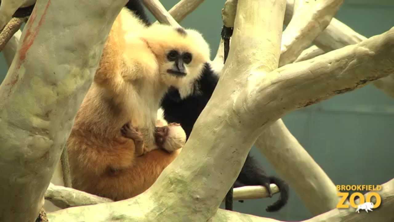White-Cheeked Gibbon Born to Indah and Benny