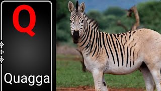 Learning animals names for kids | animals name with q | animals name that start with letter q