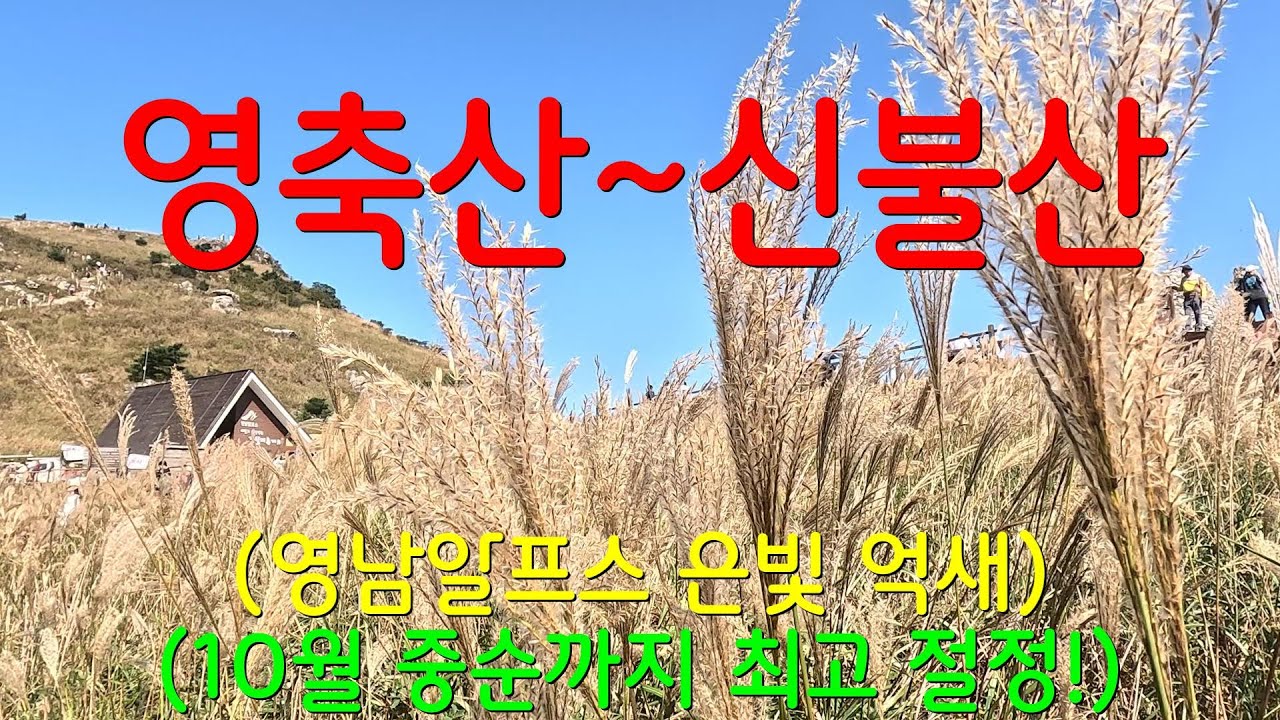 신불산휴양림 원점회귀 코스/하산은 임도길로ㅣ지금이 은빛 억새 최고 절정!ㅣ바닷가 차박_일출