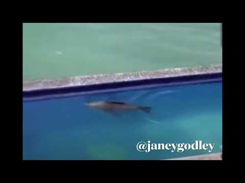 Sea lion