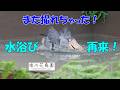 【掛川花鳥園公式】ハシビロコウ「ふたば」の水浴び!また撮れちゃった!