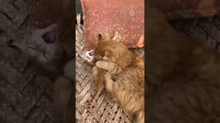 When Cute Cats Get Angry 😼🔥#cat #kitten #catshorts #cute #catomeow #shorts