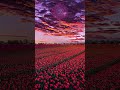 Beautiful Colorful Flowers &amp; Calm Music 🌸✨ | Relaxing Nature View #shorts