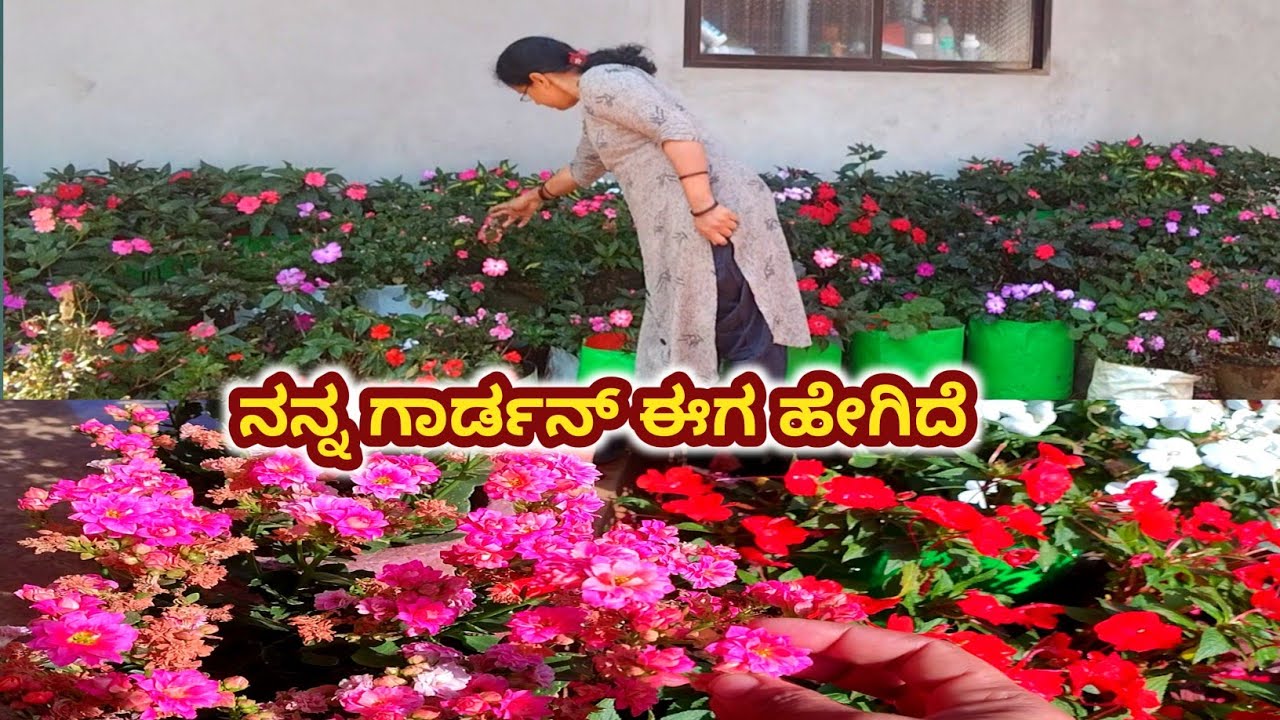 February ತಿಂಗಳ ನನ್ನ ಗಾರ್ಡನ್ /ನಿಮ್ಮಪ್ರಶ್ನೆಗೆ ಉತ್ತರ February my garden overview 