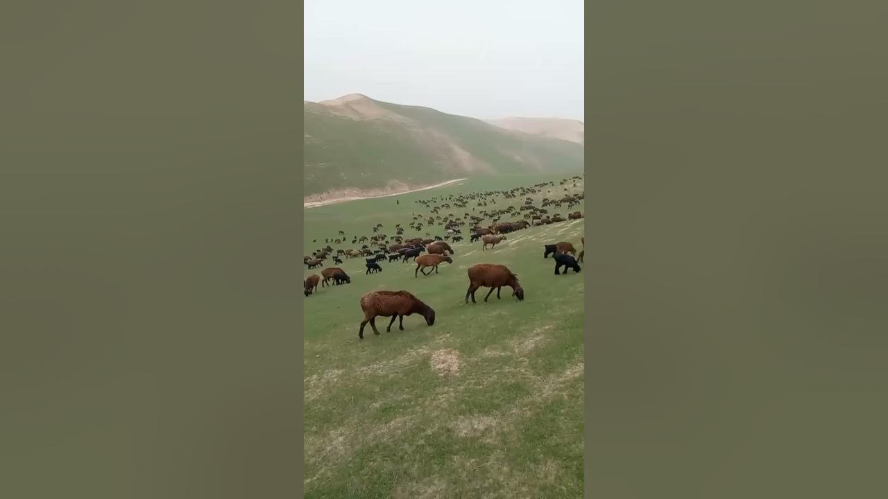 2d анимация гиссарская гора