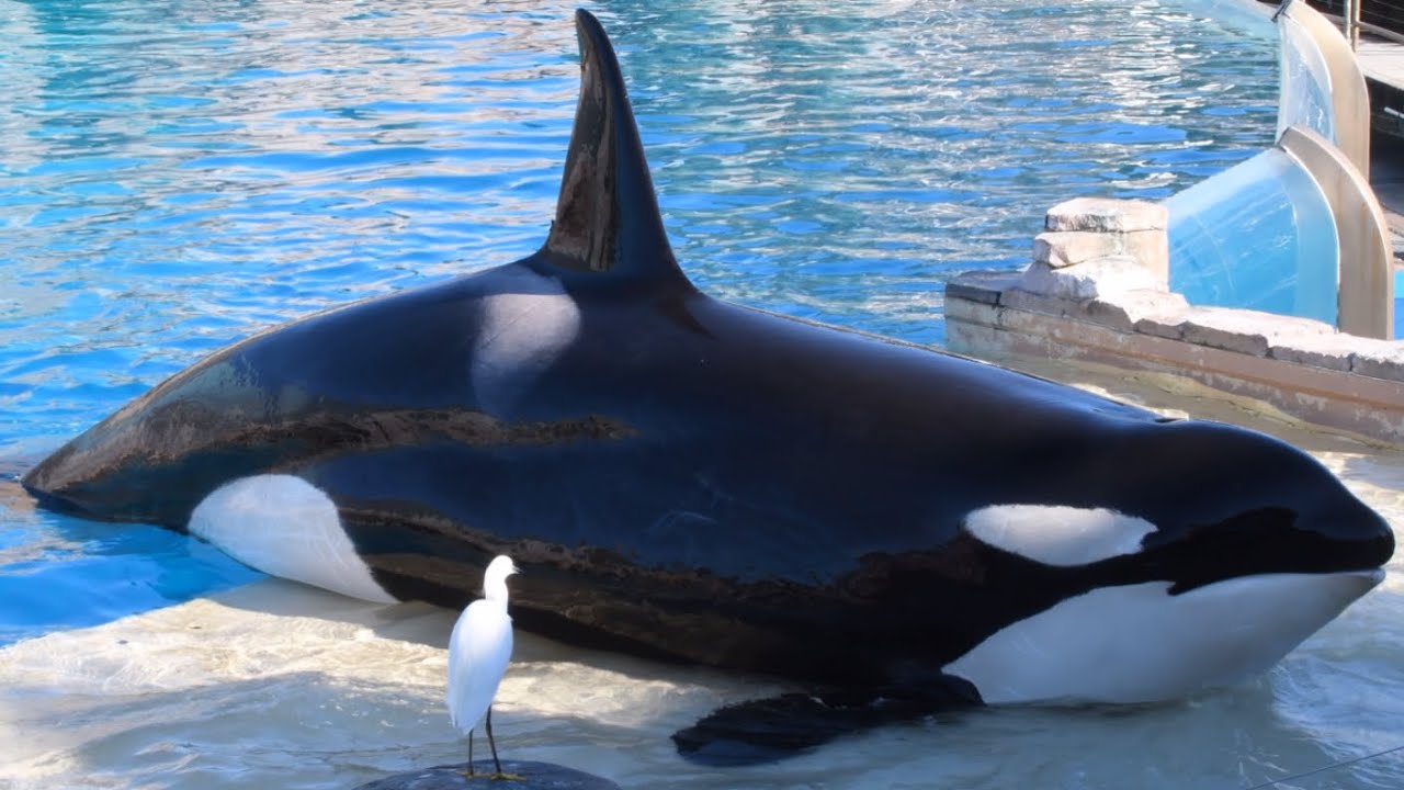 Inside Look at SeaWorld San Diego (Full Show) January 19, 2026 at 2:00 PM (Corky, Orkid, and Ikaika)